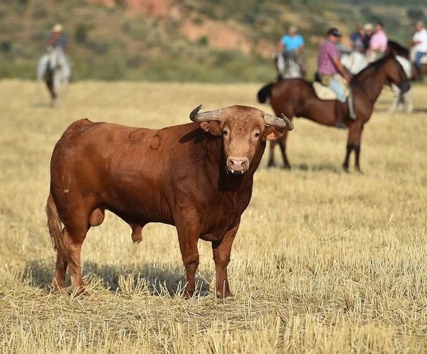 Tjuren Spanien Med Stora Horn — Stockfoto