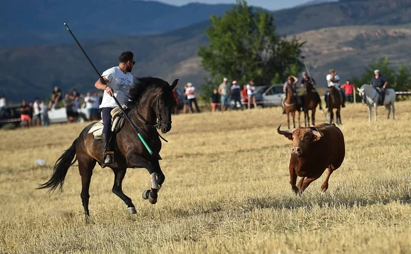 İspanya'ile büyük boynuzları boğa