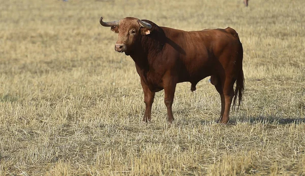 Taureau Espagne Avec Grandes Cornes — Photo