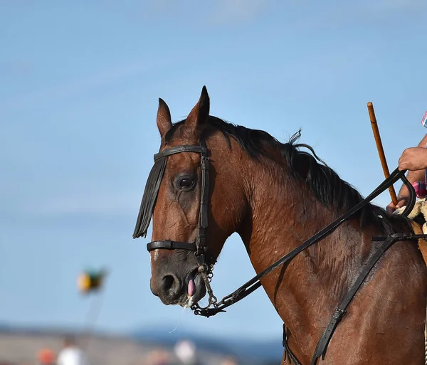 Bellissimo Cavallo Spagna — Foto Stock