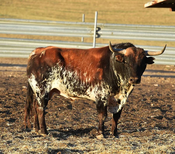 Tjuren Spanien Med Stora Horn — Stockfoto