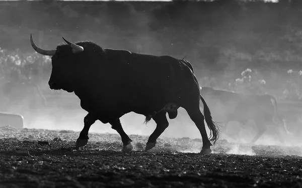 Taureau Espagne Avec Grandes Cornes — Photo