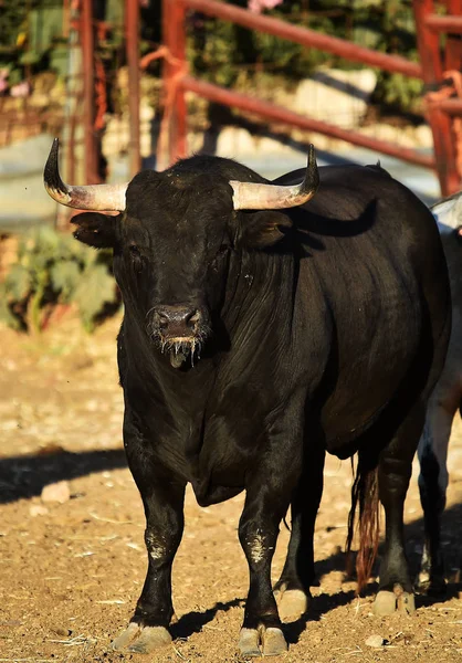 Bulle Spanien Mit Großen Hörnern — Stockfoto