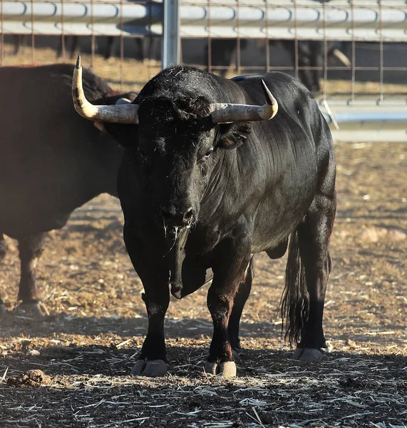 Taureau Espagnol Avec Grandes Cornes — Photo