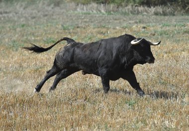 Büyük boynuzlu İspanyol boğası.