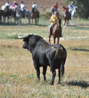 İspanyol bullring çalıştıran İspanya boğa