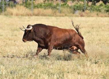 İspanyol bullring çalıştıran İspanya boğa