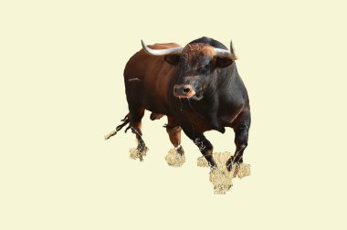 İspanya büyük boğa