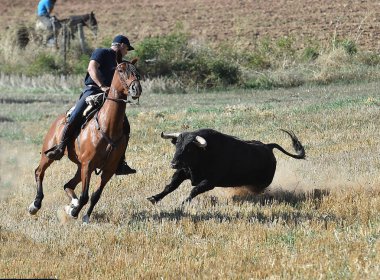 İspanya büyük boğa