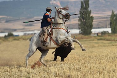 İspanya'ile büyük boynuzları boğa