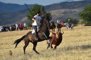İspanya büyük boğa