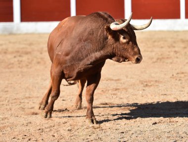 İspanya büyük boğa