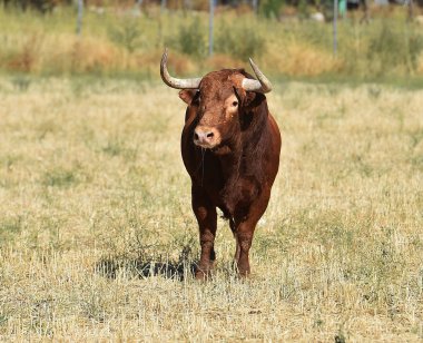 İspanya büyük boğa