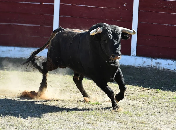 Spaanse Stier Met Grote Hoorns — Stockfoto