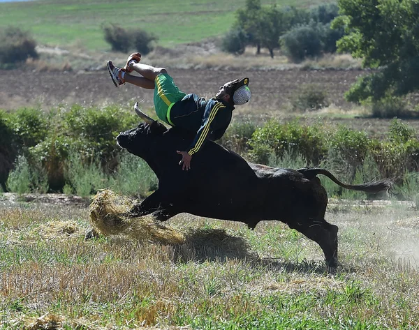 Touro Espanhol Com Chifres Grandes — Fotografia de Stock