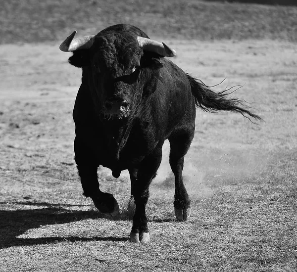 Spanischer Stier Mit Großen Hörnern — Stockfoto