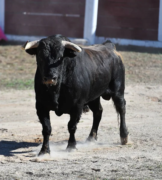 Spanish Bull Big Horns — Stock Photo, Image