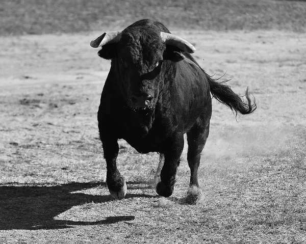 Taureau Espagnol Avec Grandes Cornes — Photo