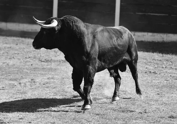 Taureau Espagne Courir Arène Espagnole — Photo