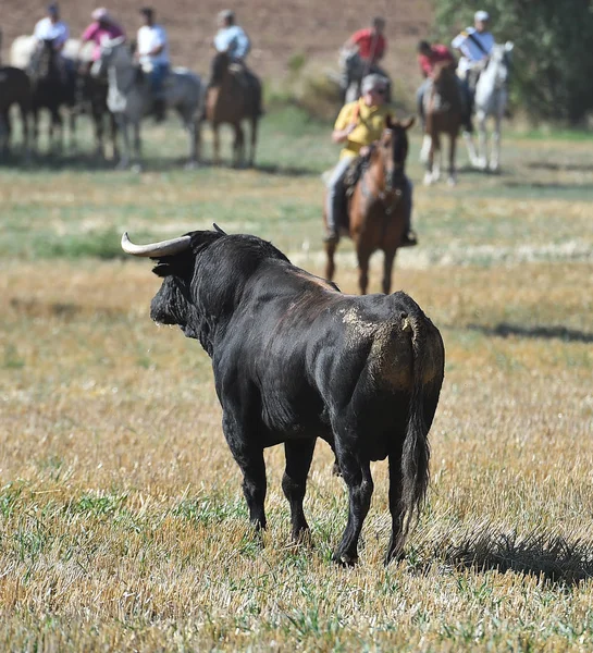 スペインの闘牛場で実行されているスペインを牛します — ストック写真