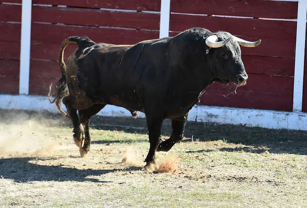 bull in spain running in spanish bullring