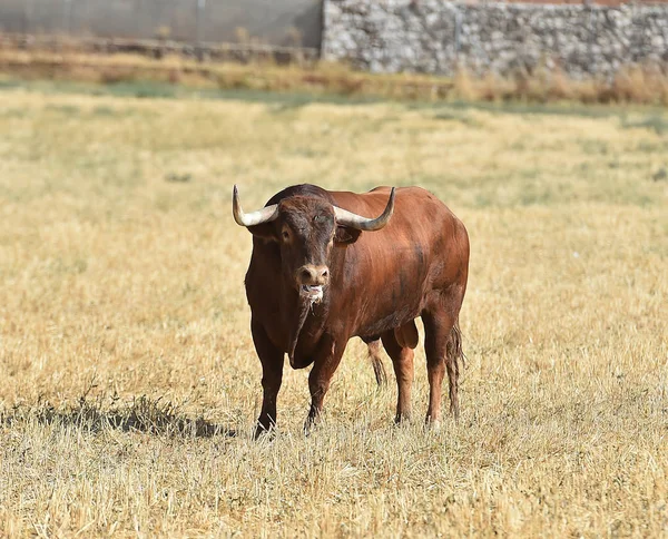 Toro Spagna Esecuzione Bullring Spagnolo — Foto Stock