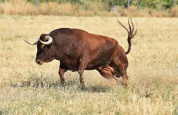 bull in spain running in spanish bullring