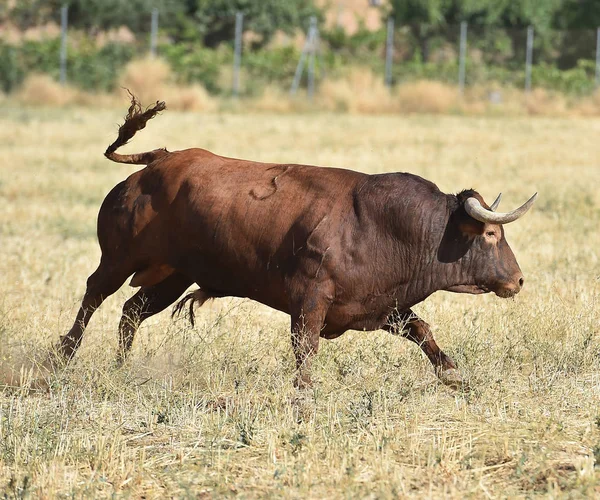 Ταύρο Στην Ισπανία Που Τρέχει Στην Ισπανική Αρένα Ταυρομαχιών — Φωτογραφία Αρχείου