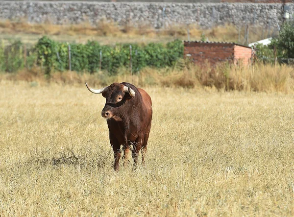 Großer Bulle Spanien — Stockfoto