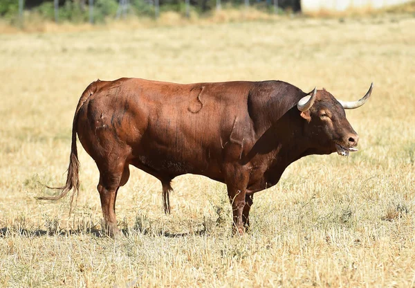 Grande Toro Spagna — Foto Stock