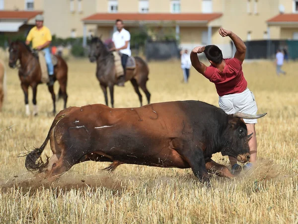 在西班牙的大牛市 — 图库照片