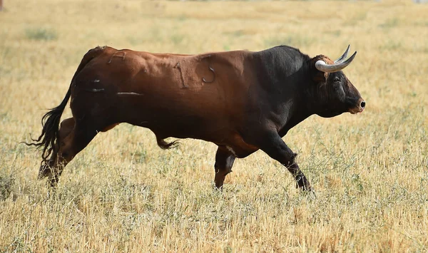 Nagy Bull Spanyolország — Stock Fotó