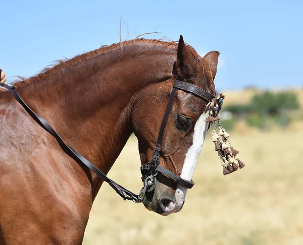 在西班牙匹漂亮的马 — 图库照片