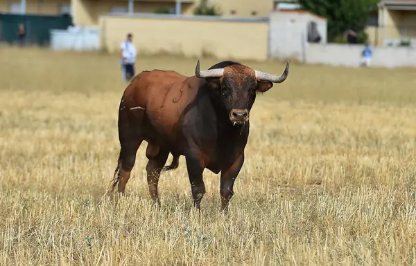 Nagy Bull Spanyolország — Stock Fotó