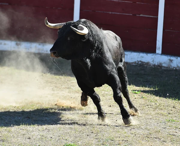 Bull Spain Big Horns — Stock Photo, Image