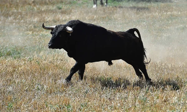 Taureau Espagne Avec Grandes Cornes — Photo