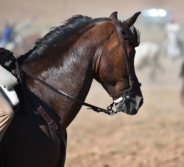 Vacker Häst Spanien — Stockfoto