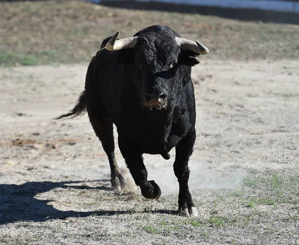 Toro España Con Cuernos Grandes — Foto de Stock