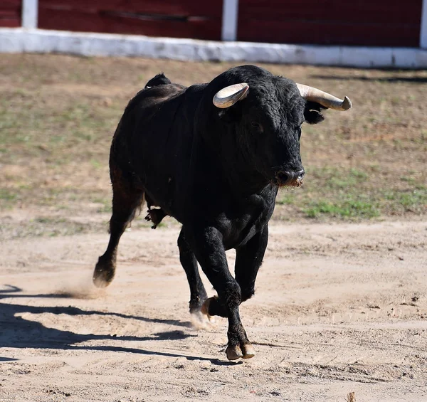 Toro Spagna Con Grandi Corna — Foto Stock