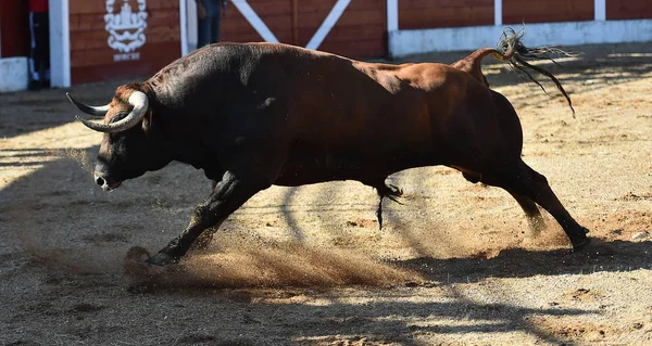 Big Bull Spain — Stock Photo, Image