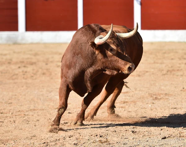 Gran Toro España — Foto de Stock