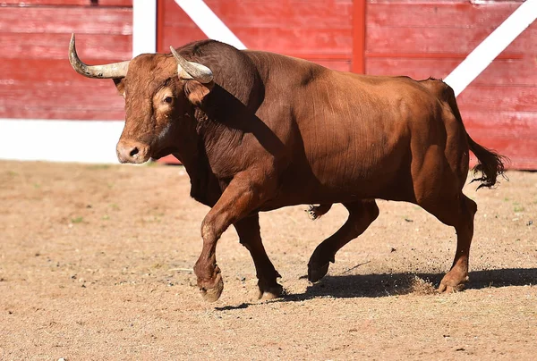 Nagy Bull Spanyolország — Stock Fotó