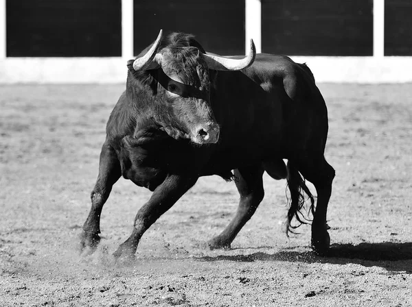 Wielki Byk Hiszpanii — Zdjęcie stockowe