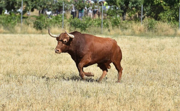 Big Bull Spain — Stock Photo, Image