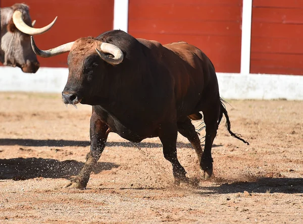 Grande Touro Espanha — Fotografia de Stock