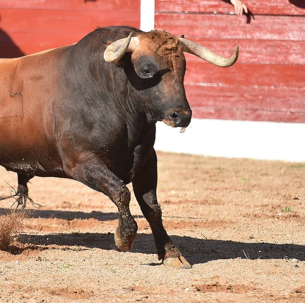 Taureau Espagne Avec Grandes Cornes — Photo