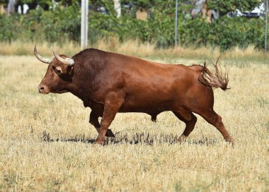 İspanya'ile büyük boynuzları boğa