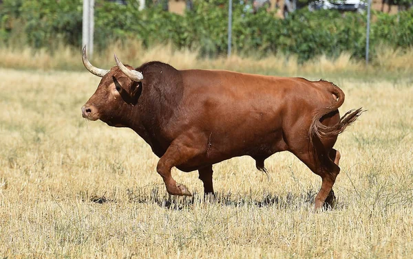 Toro España Con Cuernos Grandes —  Fotos de Stock