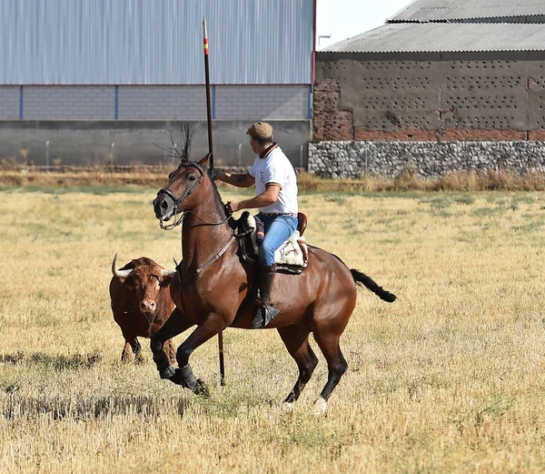 Gran Toro España — Foto de Stock