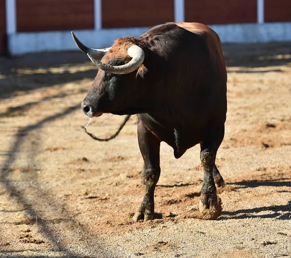 Taureau Espagne Avec Grandes Cornes — Photo